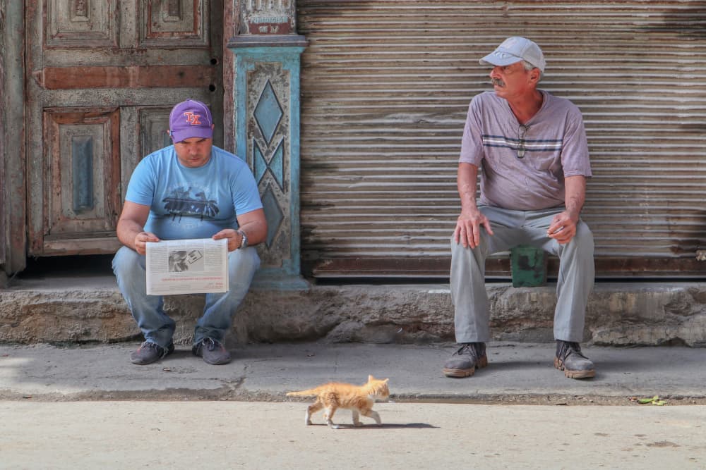 Kitten Street Observation by Felix Tchvertkin — canvas wall art