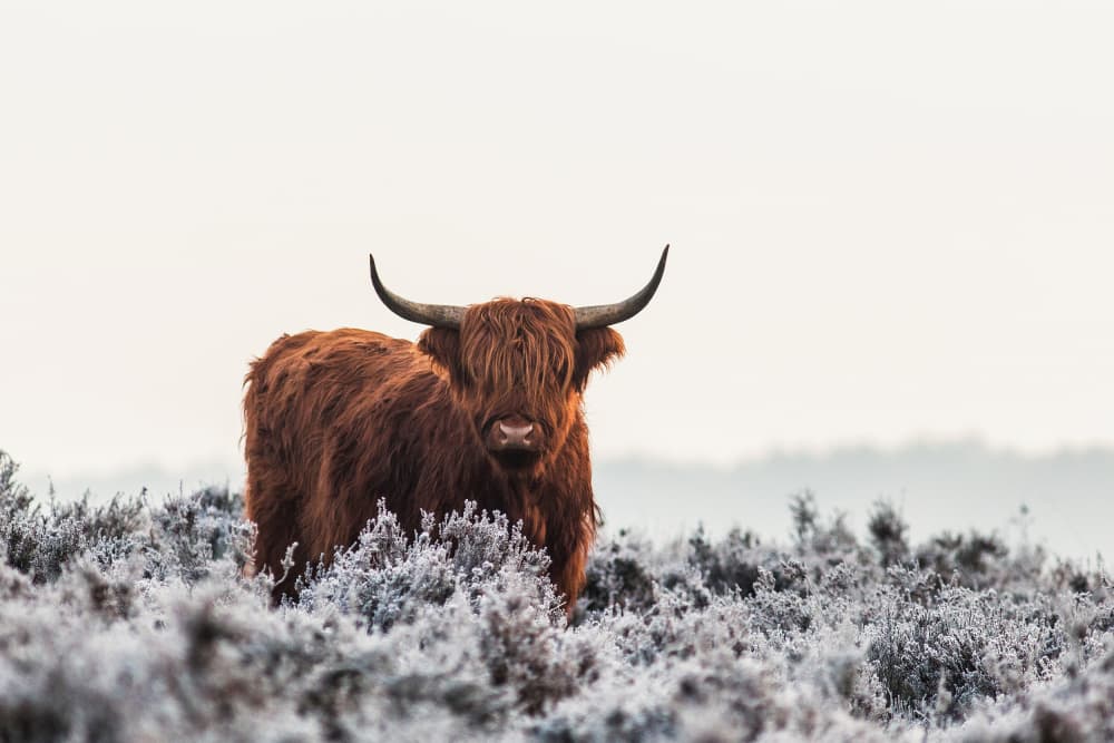 Highland Cow Winter Frost by Jaap van den Helm — canvas wall art