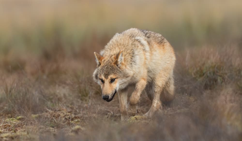 Grey Wolf Stalking by Marco Barisone — canvas wall art