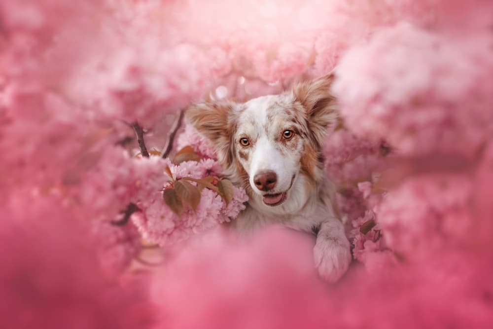 Happy Dog Pink Blossoms by Ve Shandor — canvas wall art