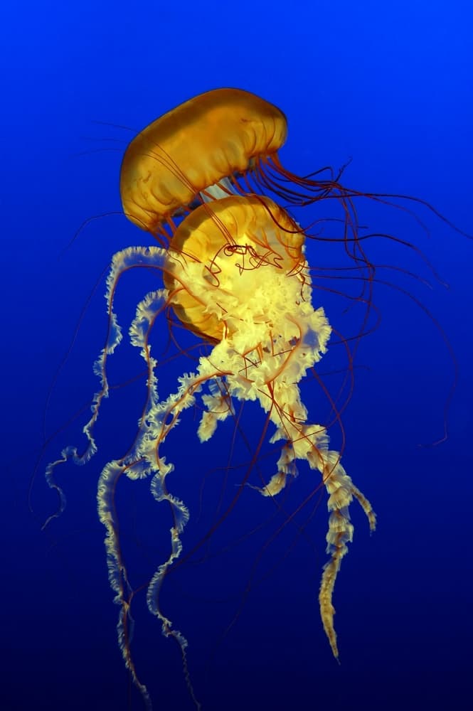 Glowing Ocean Jellyfish by Alain Turgeon — canvas wall art
