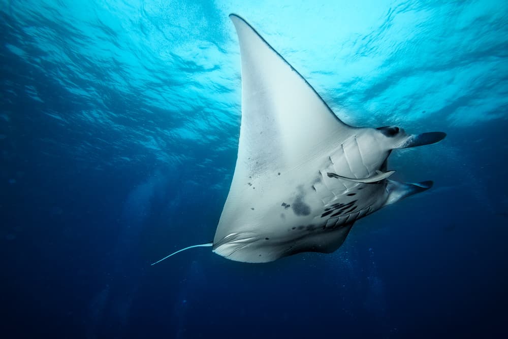 Graceful Ocean Manta Ray by Roberto Marchegiani — canvas wall art
