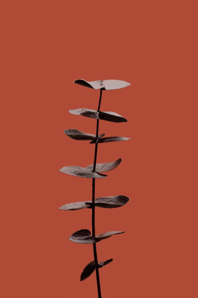 Warm Minimalist Plant by Pictufy Studio III — canvas wall art