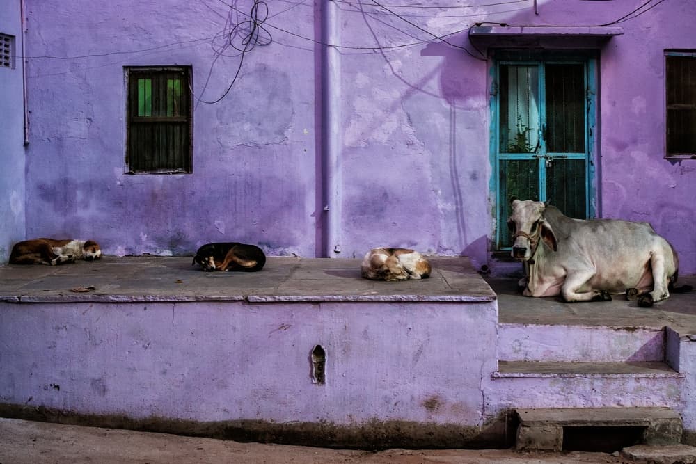 animals in the streets by Pavol Stranak — canvas wall art