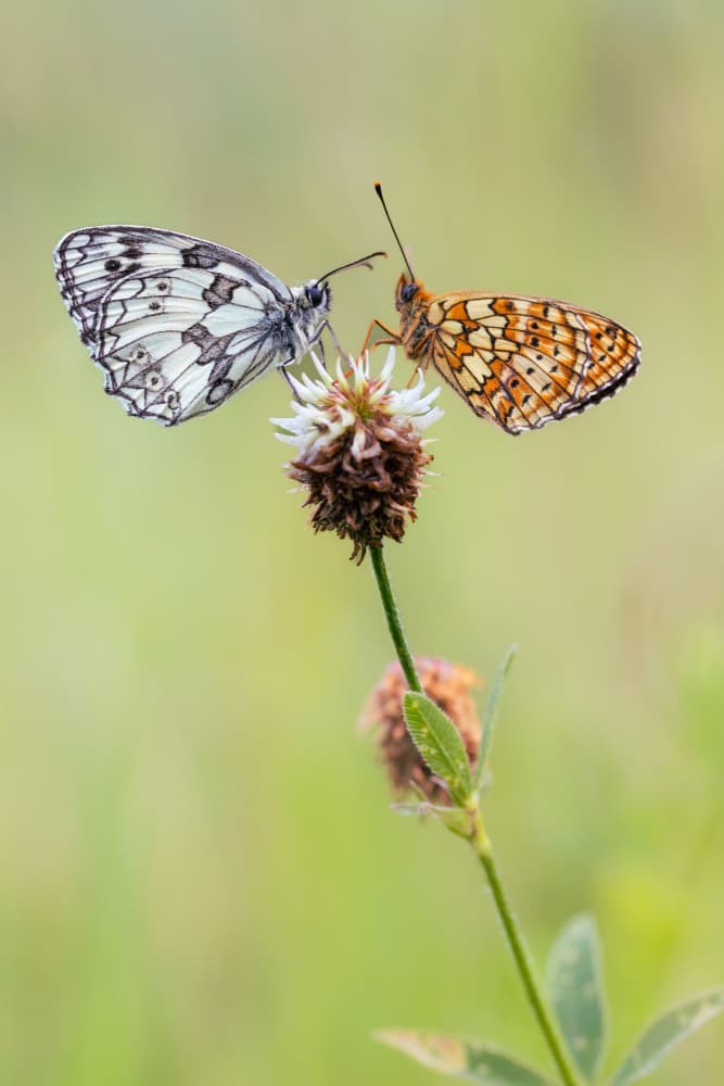 Two Butterflies on Clover by Adrian Tudose — canvas wall art