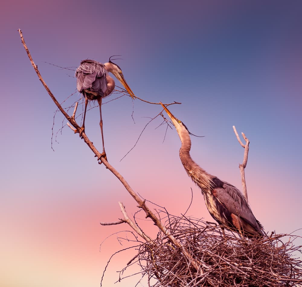 Nesting Blue Herons by Kevin Wang — canvas wall art