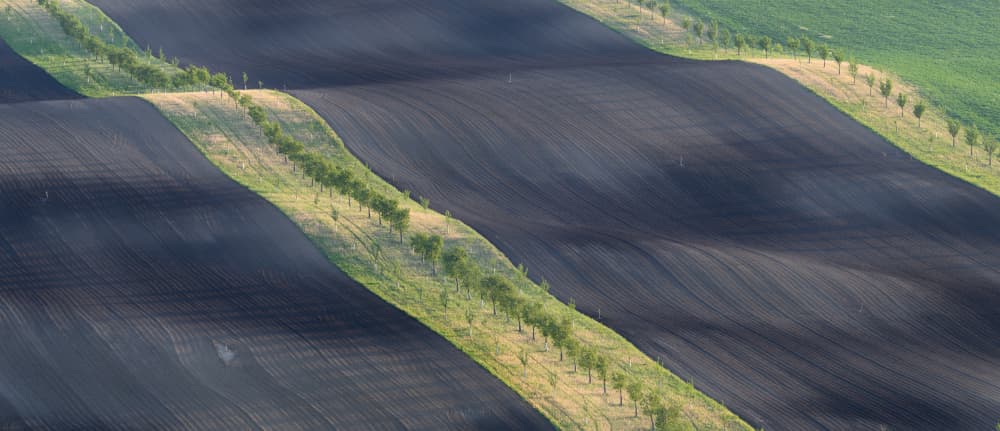 Wavy Fields and Tree Lines by Tomas Frolec — canvas wall art