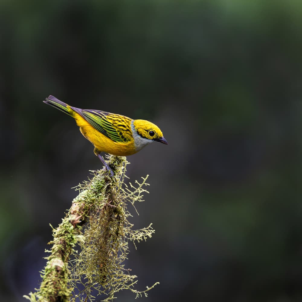 Vibrant Tropical Bird by Taksing (吉星高照) — canvas wall art