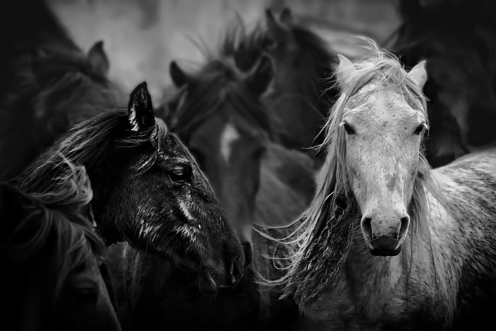 Wild Horse Herd by Emine Basa — canvas wall art