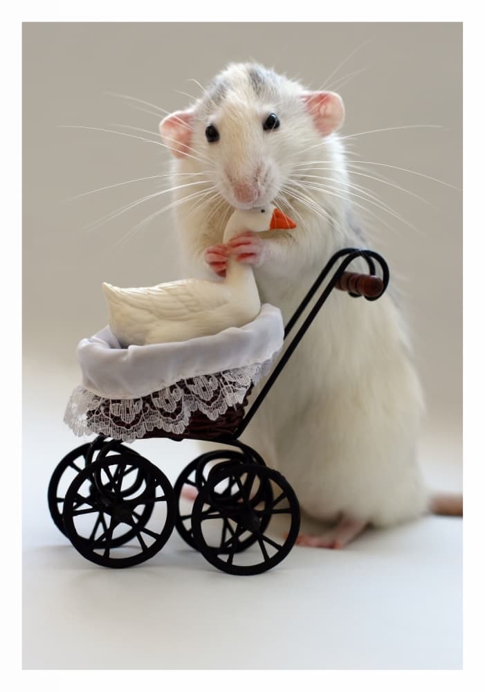 Cute Rat With Stroller by Ellen van Deelen — canvas wall art