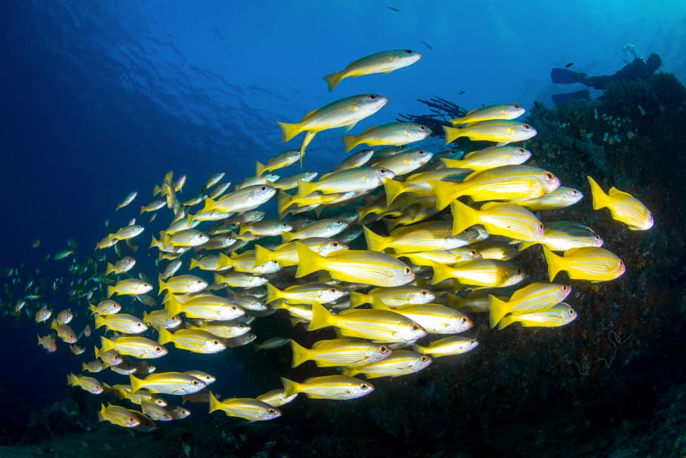 Vibrant Schooling Yellow Fish by Cédric Péneau — canvas wall art