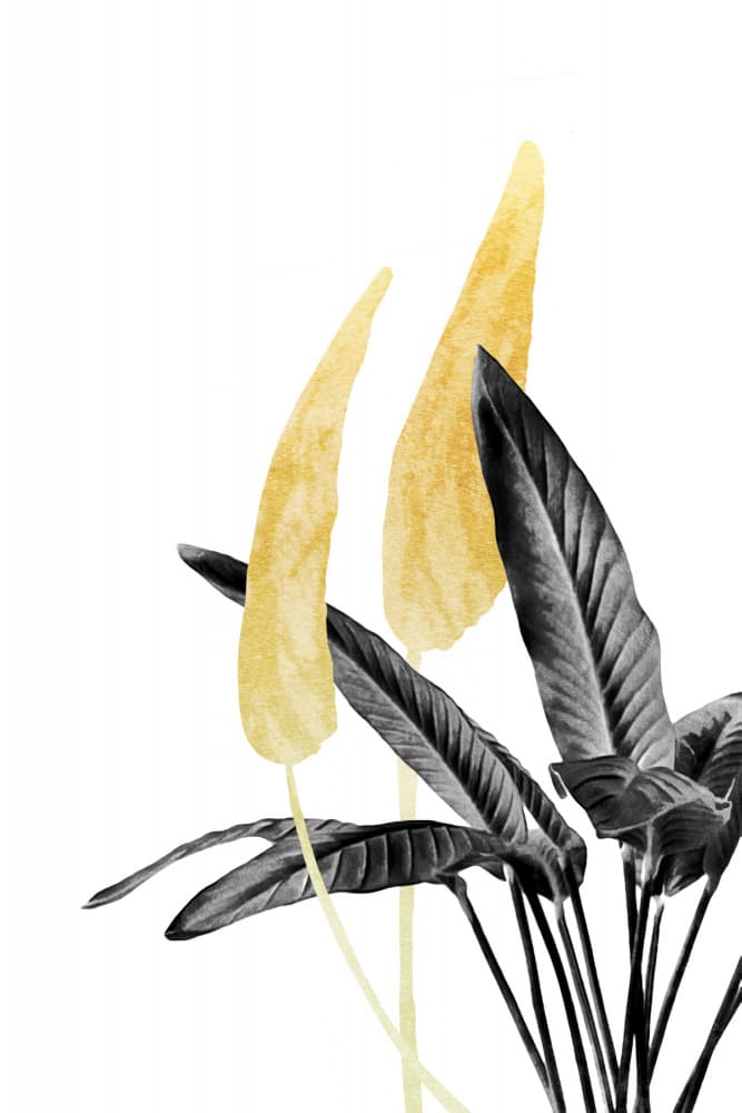 Golden Anthurium Contrast by amini54 — canvas wall art