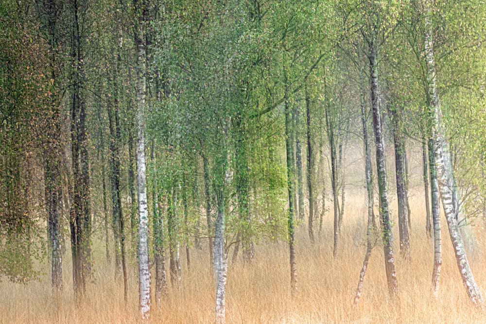 Spring Birch Forest by Henk Goossens — canvas wall art