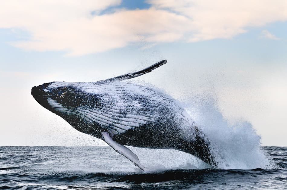 Giant Humpback Breaching by Alexander Safonov — canvas wall art