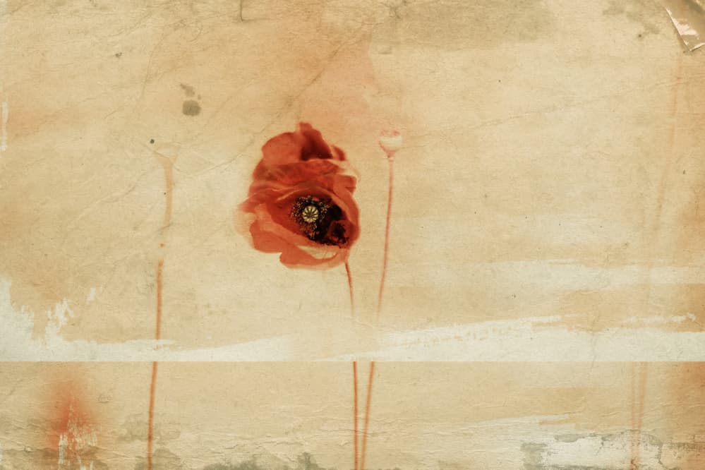 Vintage Red Poppy by Desislava Ignatova — canvas wall art