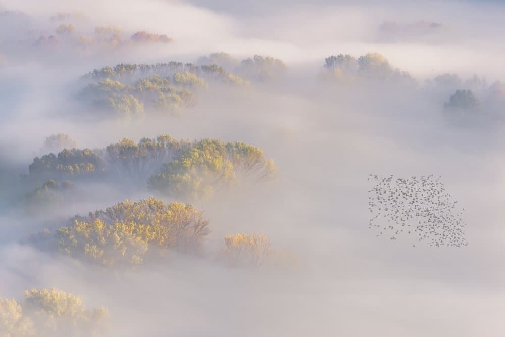 Misty Morning Forest by Marina Anghileri — canvas wall art
