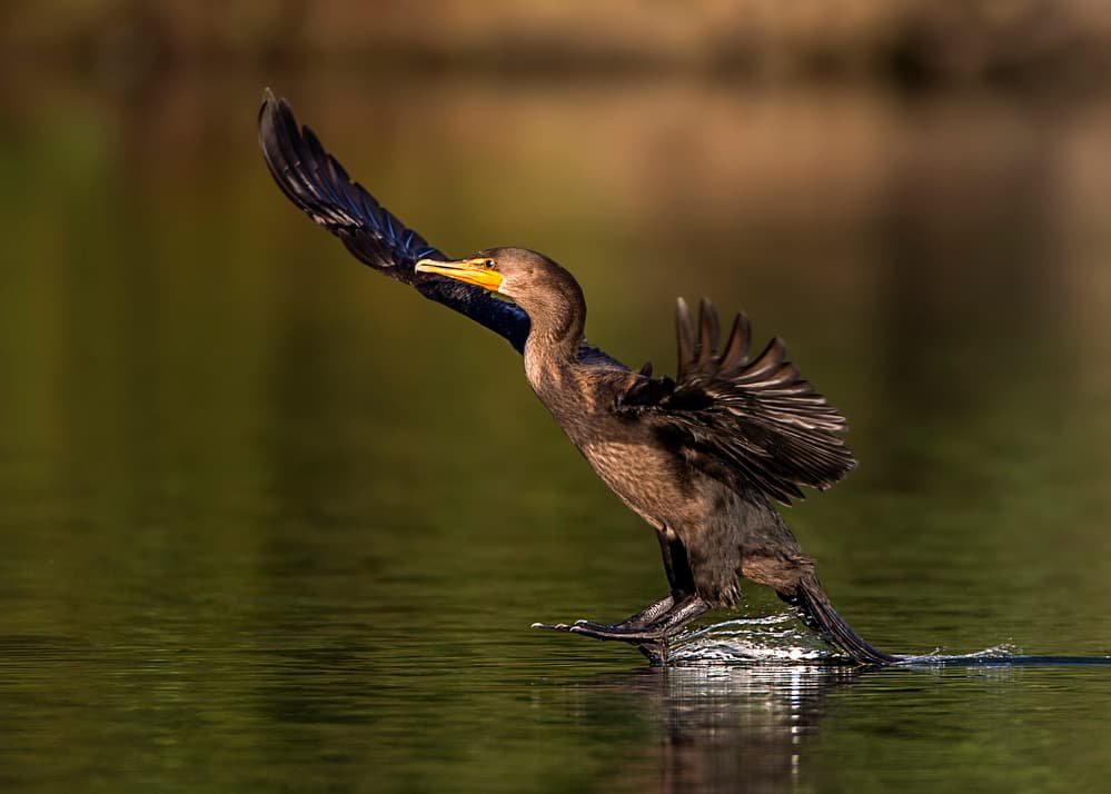 Cormorant Takes Flight by verdon — canvas wall art