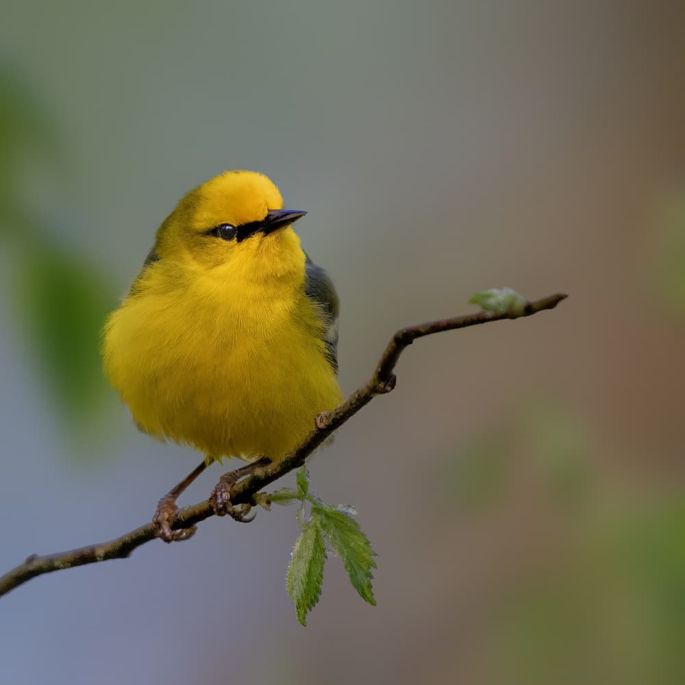 Bright Yellow Bird by Jacob (Jian) Xu — canvas wall art