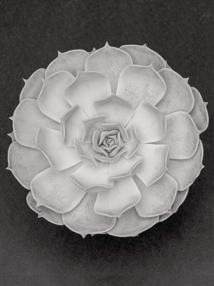 Monochrome Succulent Bloom by Pictufy Studio III — canvas wall art