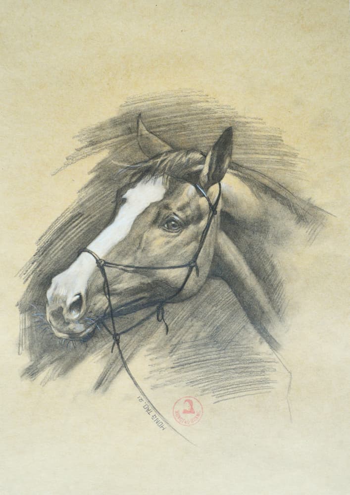 Noble Horse Gaze