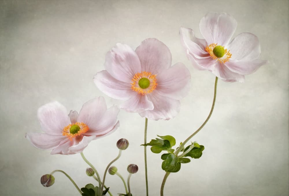 Anemones by Mandy Disher — canvas wall art