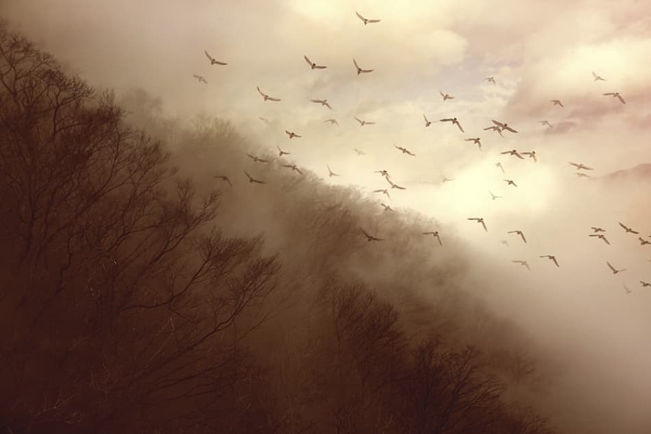 Birds In Golden Mist by Kiyo Murakami — canvas wall art