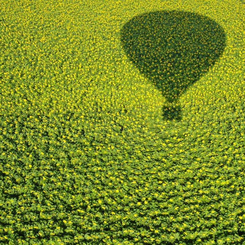 Balloon Shadow Sunflower Field by Avi Revivo — canvas wall art