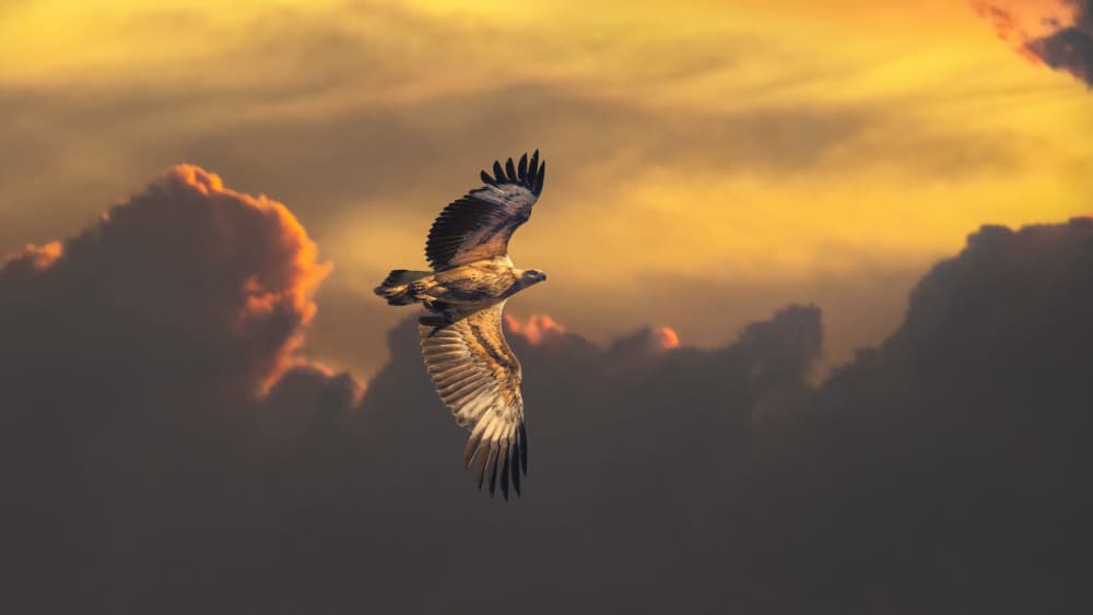 Soaring Eagle Sunset by Emanuel Papamanolis — canvas wall art