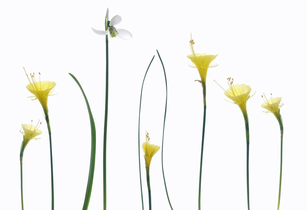 Delicate Spring Flowers by Lotte Grønkjær — canvas wall art