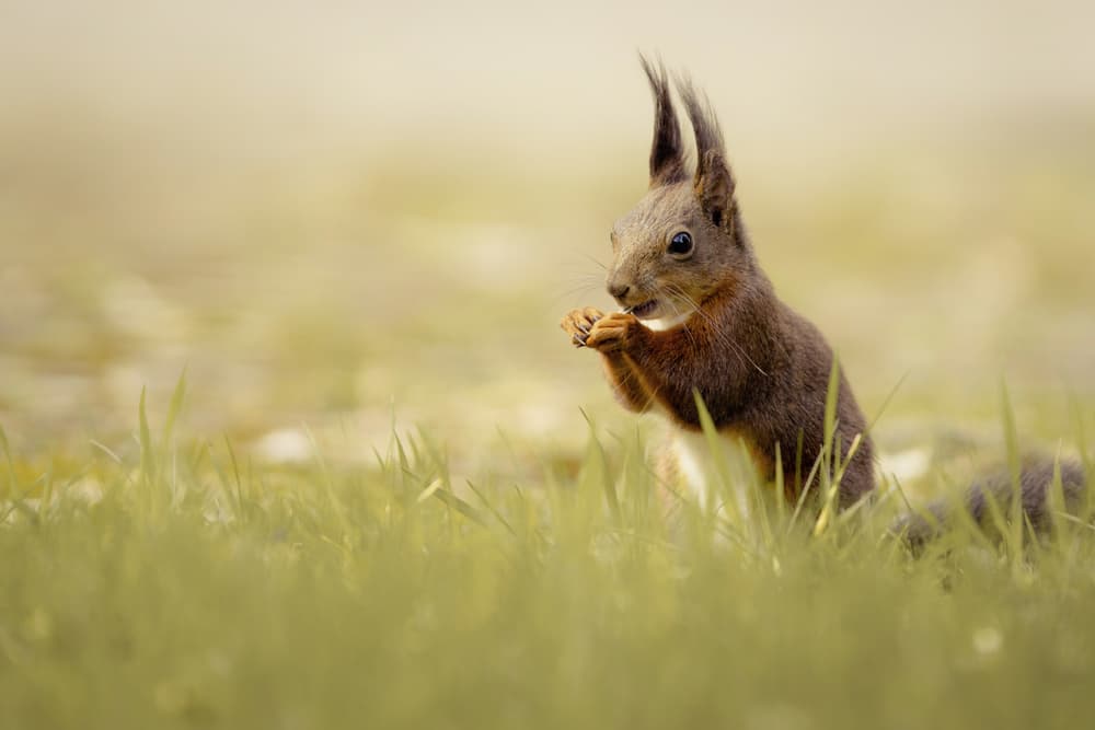 Alert Red Squirrel by Hannes Bertsch — canvas wall art