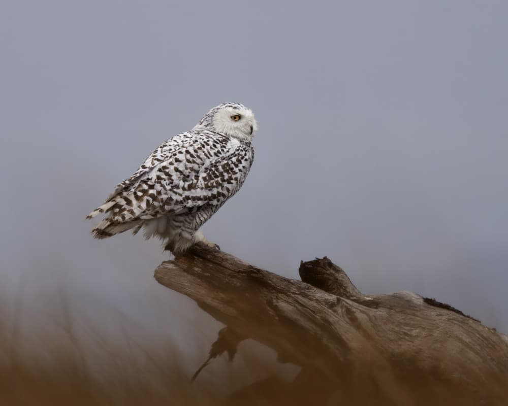 Watchful Snowy Owl by Amy Marques — canvas wall art