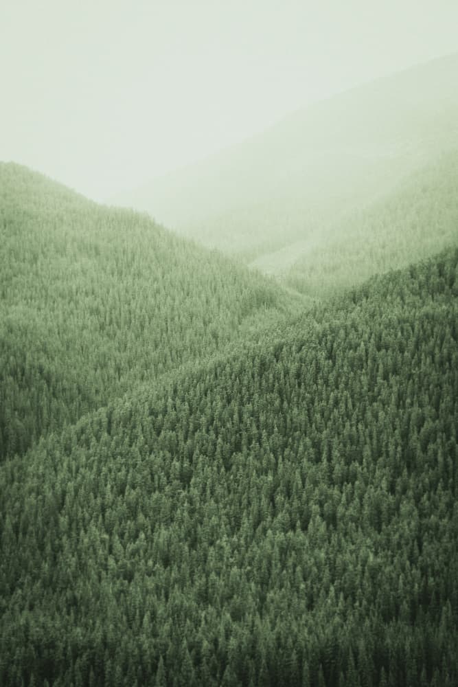 Misty Green Forest by Lynann Colligan — canvas wall art