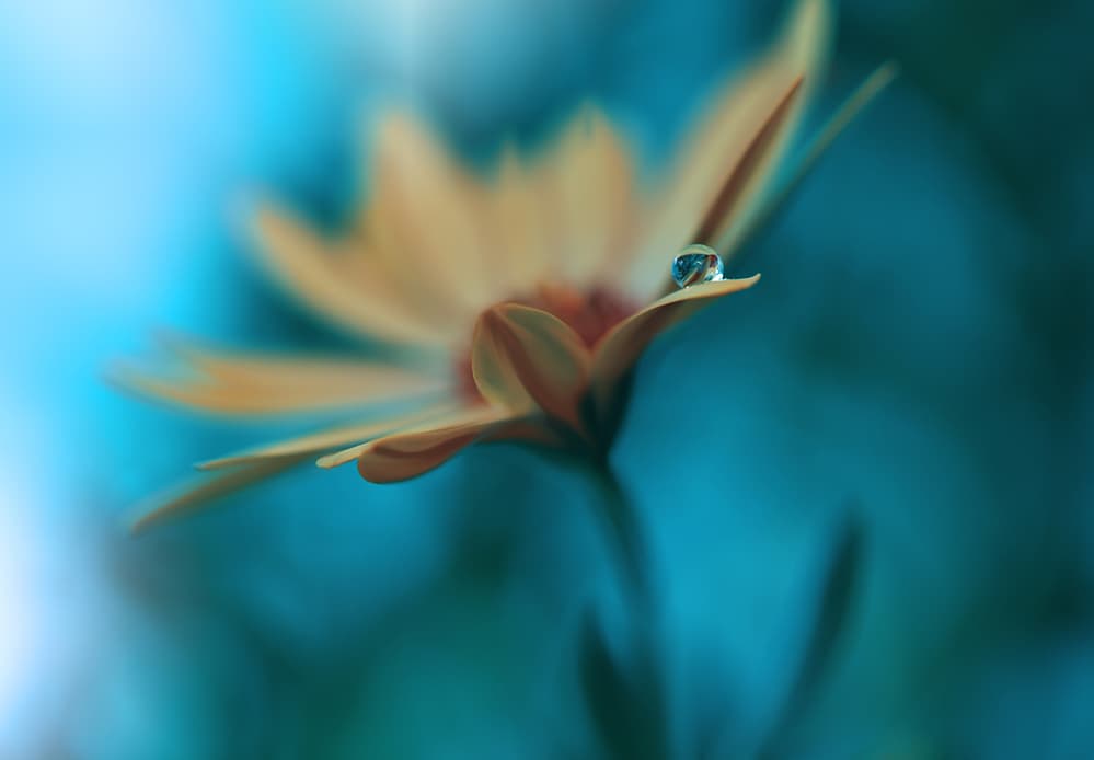 Morning Dew Flower by Juliana Nan — canvas wall art