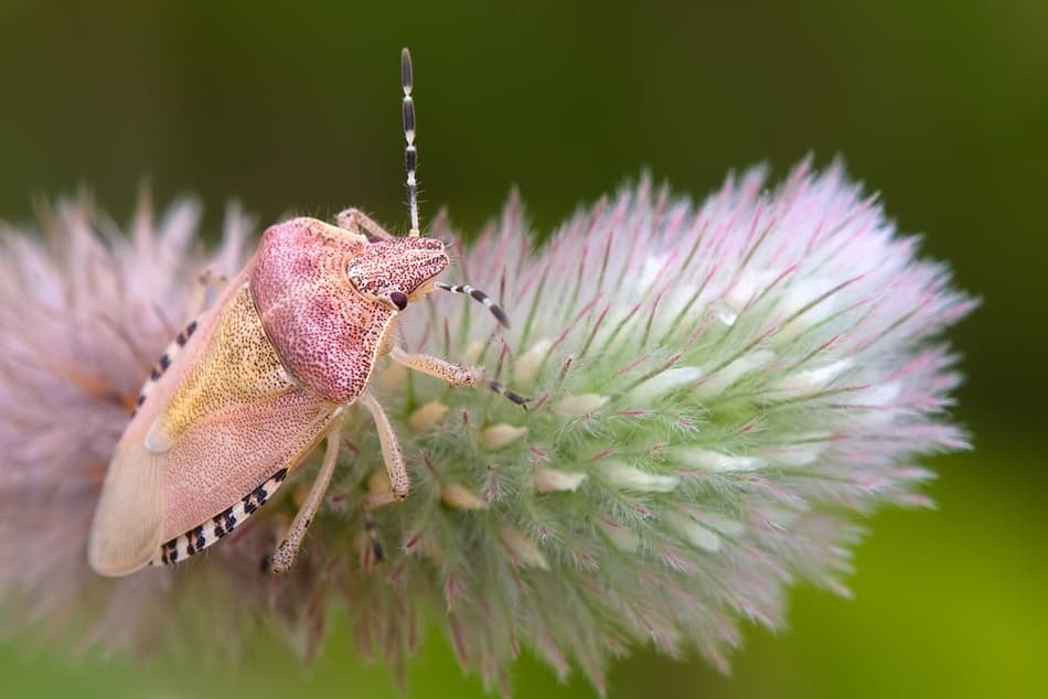 Pink Bug on Soft Bloom by Thomas Dam — canvas wall art