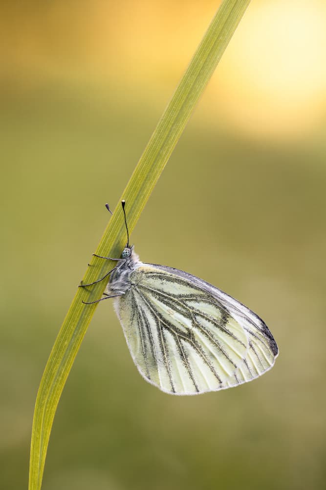 Delicate White Butterfly by Magnus Renmyr — canvas wall art