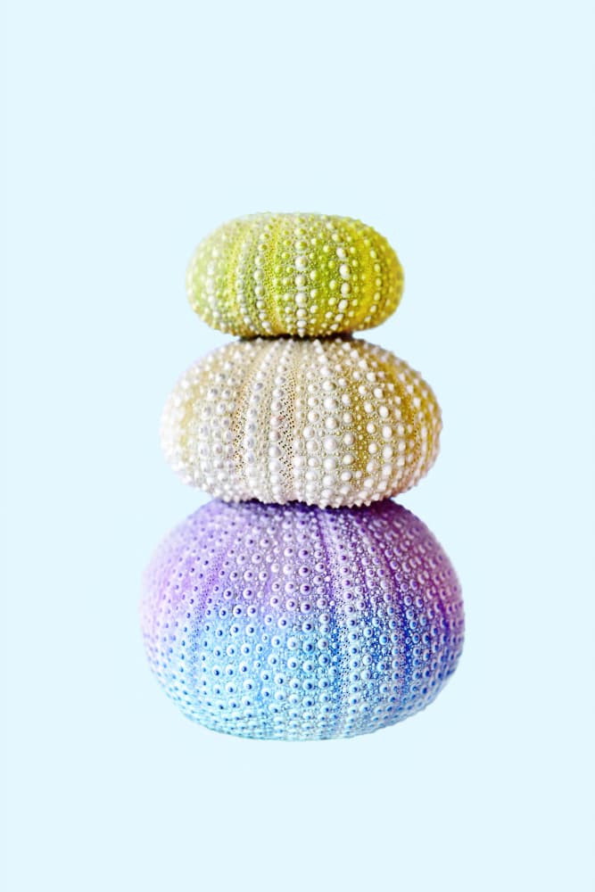 Sea Urchins by Kathrin Pienaar — canvas wall art