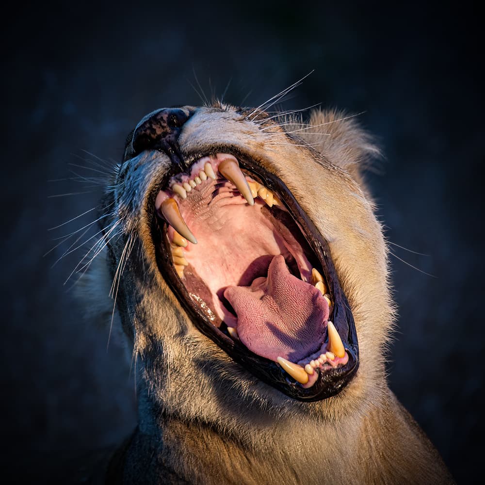 Lion's Mighty Yawn by Raffi Bashlian — canvas wall art