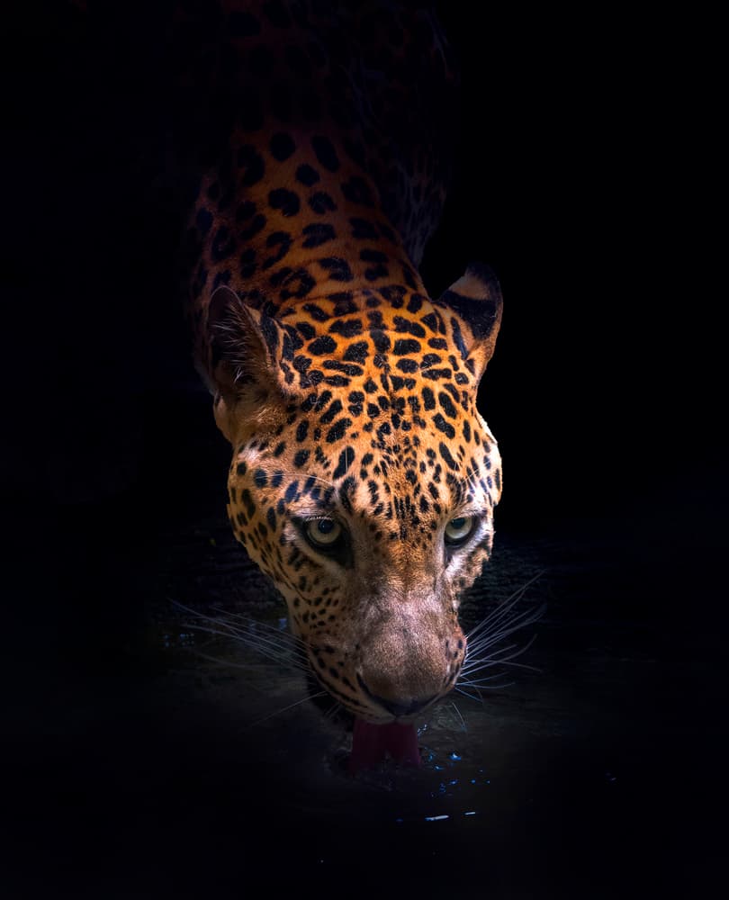 Jaguar Drinking In Dark by Antonyus Bunjamin (Abe) — canvas wall art