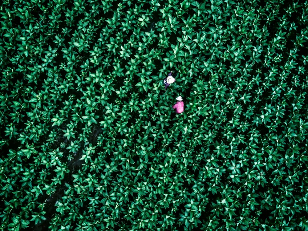 Lush Green Field Workers by Zhou Chengzhou — canvas wall art