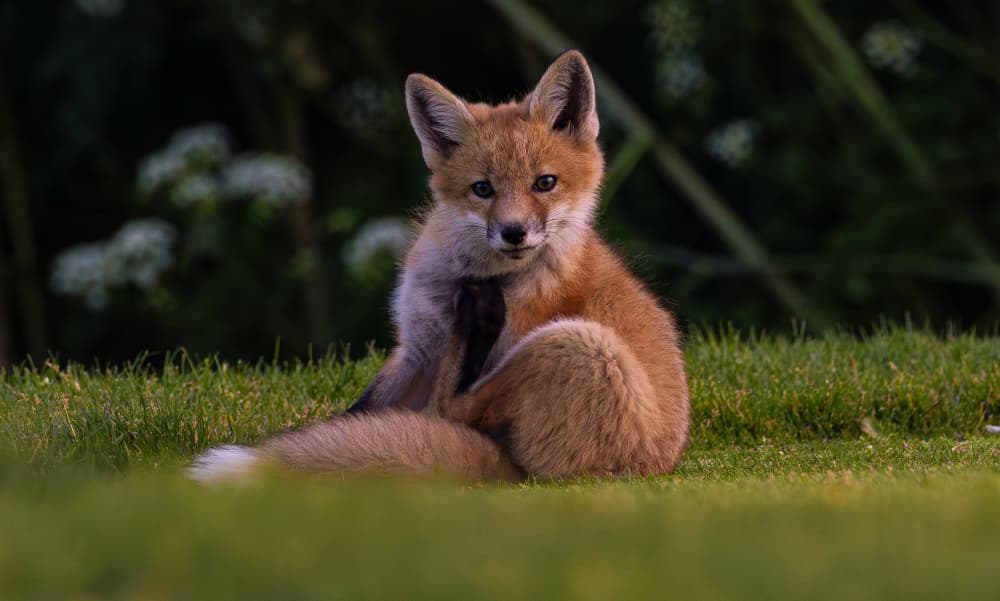 Curious Fox Kit by Johnson Huang — canvas wall art