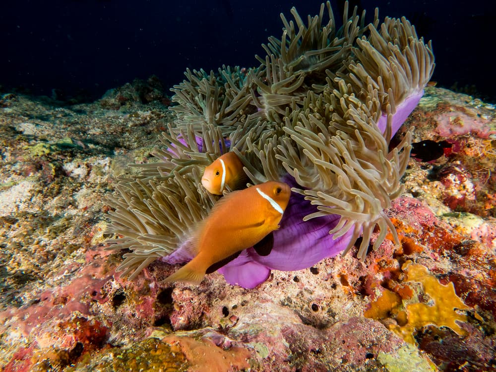 Clownfish Anemone Duo by Ilan Ben Tov — canvas wall art