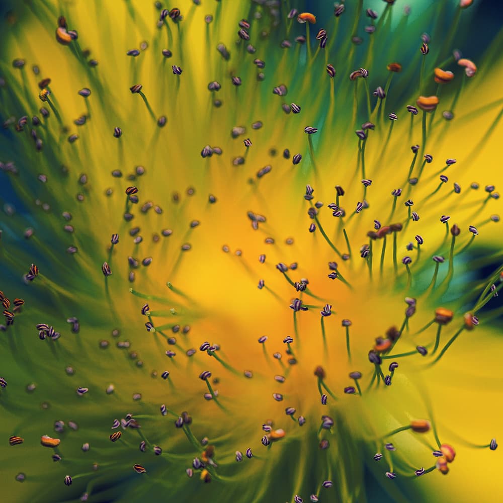 Vibrant Yellow Stamens by Dimitar Lazarov - Dim — canvas wall art