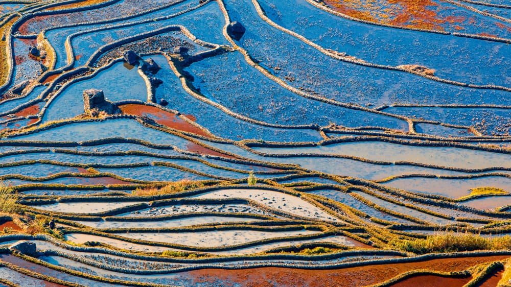 Vibrant Terraced Rice Fields by Shin Woo Ryu — canvas wall art