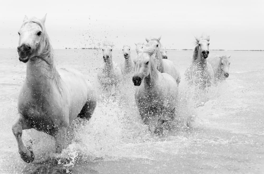 Wild White Horses Running by Marketa Zvelebil PhD LRPS CrGP. — canvas wall art