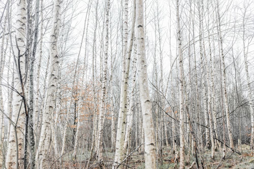Birch Trees 9 by Mareike Böhmer — canvas wall art