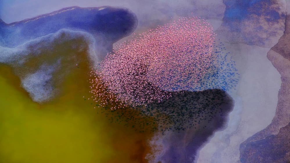Pink Flamingos Colorful Lake by Phillip Chang — canvas wall art