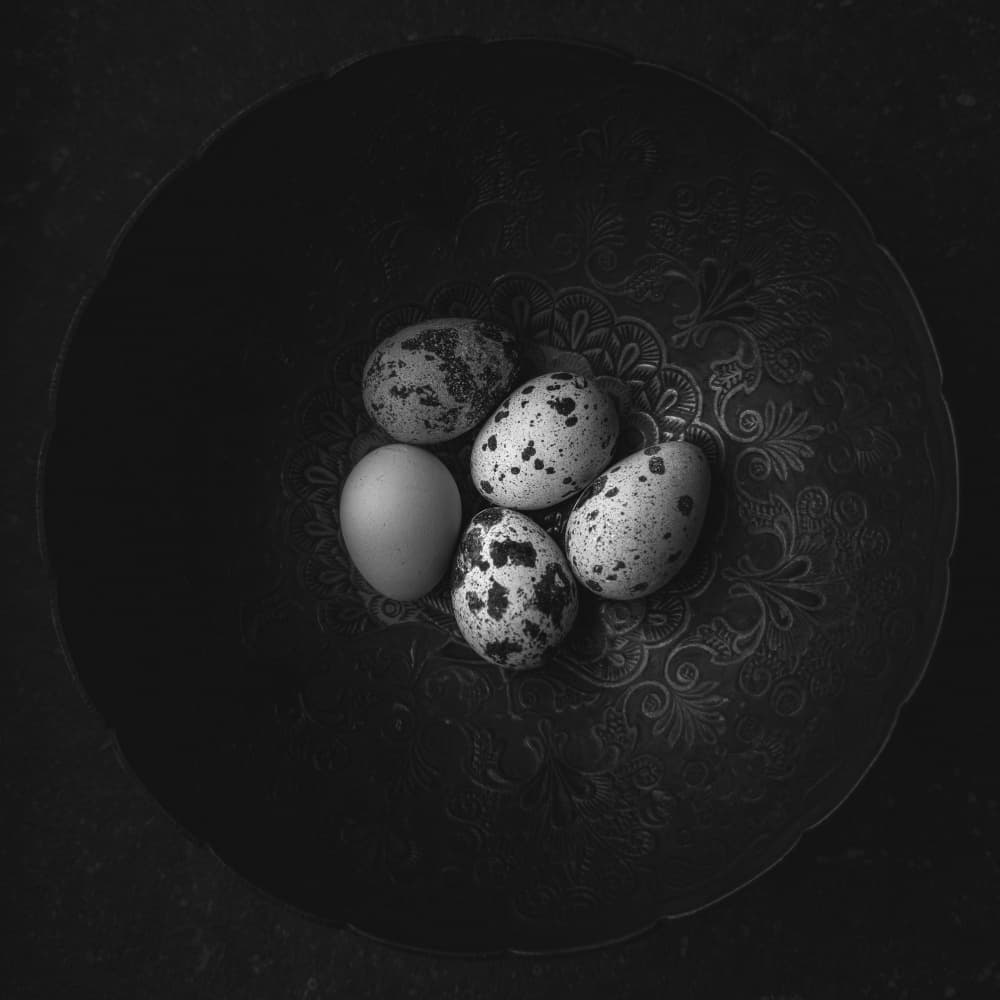 Dark Speckled Eggs Bowl by Karina Aleksandrova — canvas wall art
