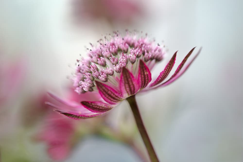 Astrantia by Mandy Disher — canvas wall art