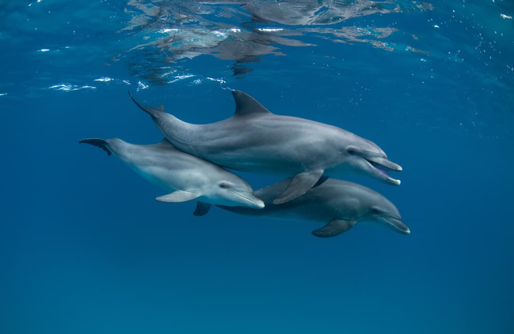 Three Dolphins Underwater by Romano Molinari — canvas wall art