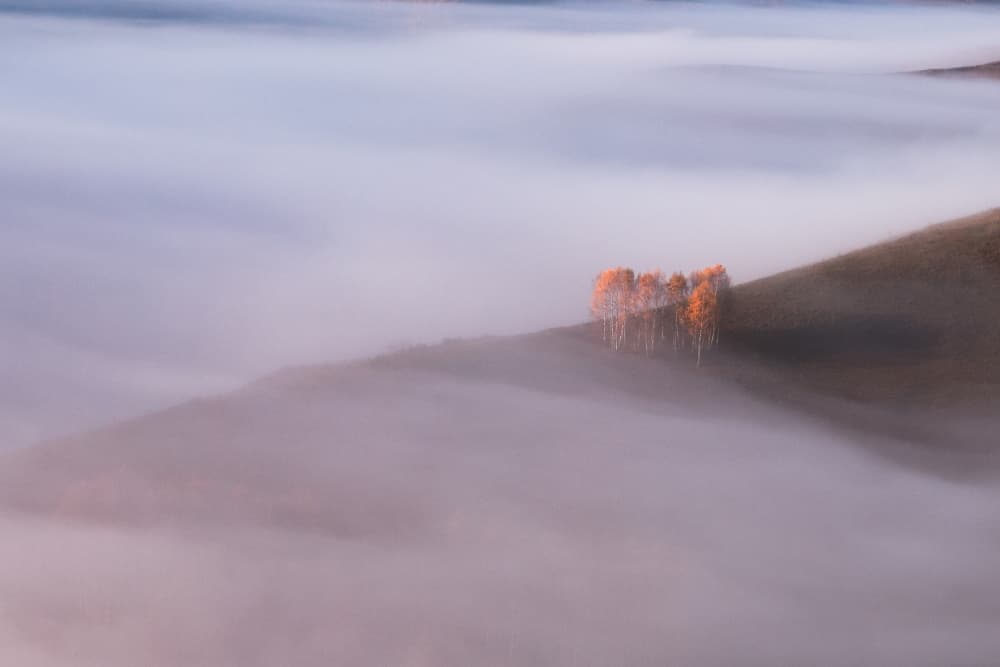Golden Trees Misty Morning by Flegner Calin — canvas wall art